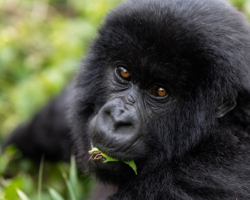 Trekking With Mountain Gorillas In Rwanda