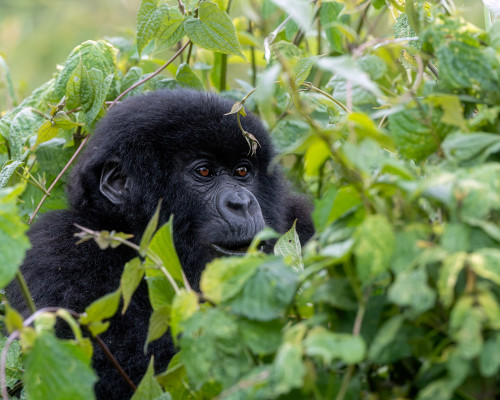 Trekking With Mountain Gorillas In Rwanda