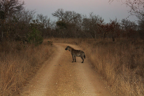 Kruger National Park, South Africa - Bucket list African Safari