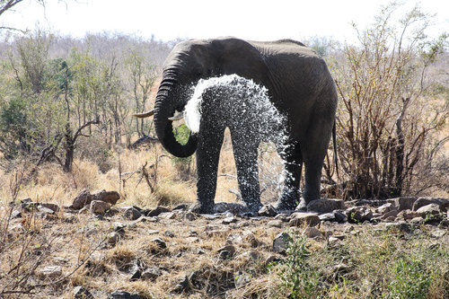 Kruger National Park, South Africa - Bucket list African Safari