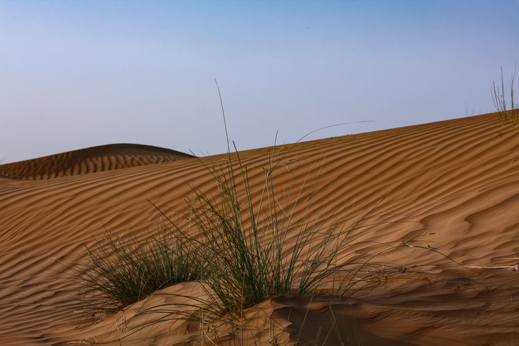 Staycation at Al Wadi Desert Resort